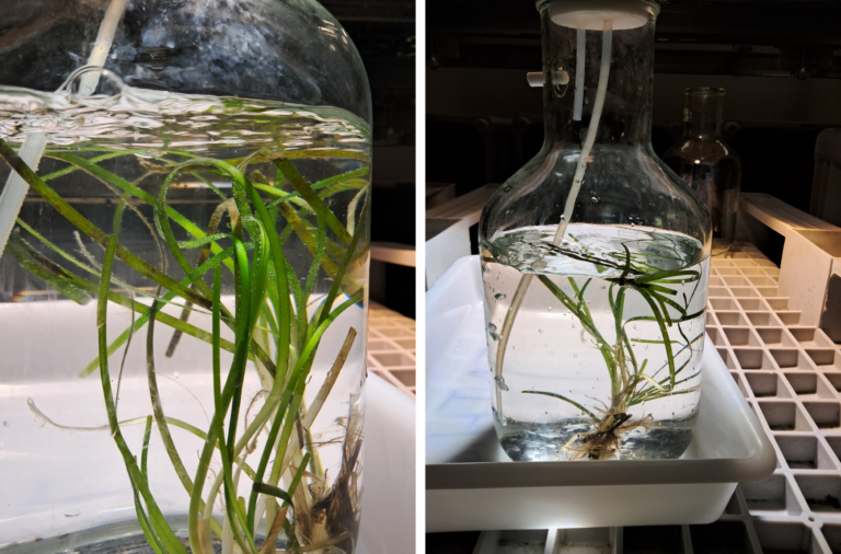 Eelgrass experiment